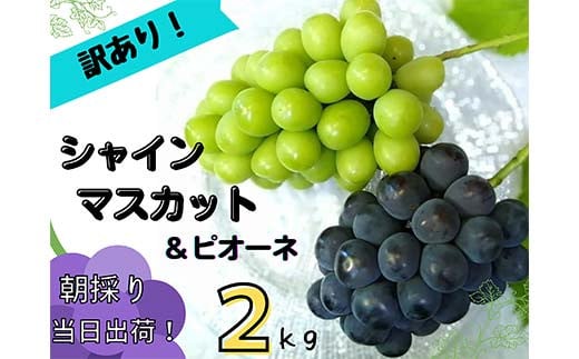 【2025年先行受付】訳あり 岡山県産 ぶどう詰合せ 2kg（シャインマスカット＋ピオーネ） 果物 フルーツ ぶどう 詰め合わせ シャインマスカット ピオーネ TY0-0941