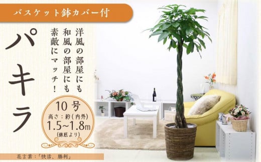 【観葉植物】パキラ 10号 ブラウンバスケット鉢カバー 土の表面:ウッドチップ｜観葉植物 インテリア 部屋 おしゃれ 福岡県筑前町 送料無料