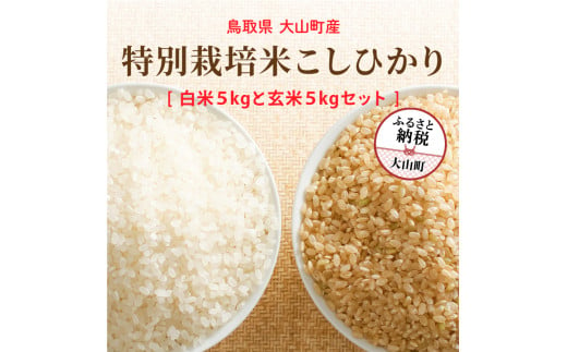 MR-15  減農薬・減化学肥料　特別栽培米こしひかり「白米」と「玄米」のセット 10kg（各5kg　計10kg） 1621844 - 鳥取県大山町