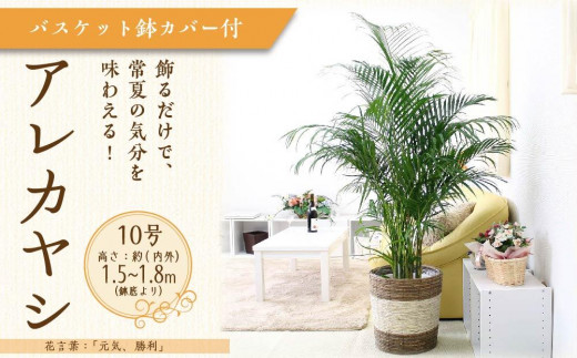 アレカヤシ 10号 ストライプバスケット鉢カバー 土の表面:ウッドチップ 【観葉植物 植物 アレカヤシ 10号 バスケット 鉢付 インテリア 部屋 室内 オフィス 癒し エコ グリーン マイナスイオン リラックス オシャレ おしゃれ ギフト プレゼント 贈り物 人気 おすすめ  福岡県筑前町 送料無料 AG037】 1595551 - 福岡県筑前町