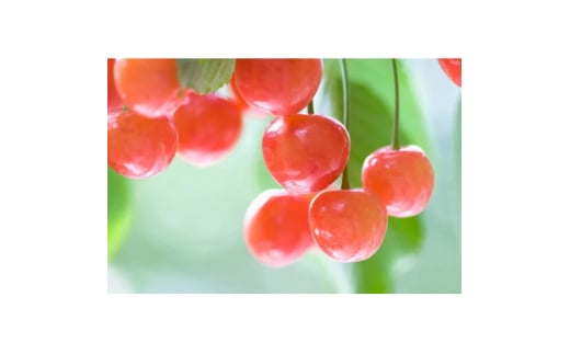 <2025年発送>フルーツ王国 信州中野産 さくらんぼ 香夏錦 約4kg(約200g×20パック)【1569898】 1602527 - 長野県中野市
