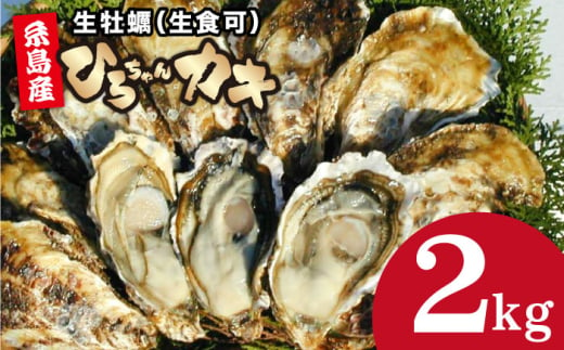 殻付き牡蠣 2kg 牡蠣 生カキ 生食可 殻付き カキ 生牡蛎 生食可 糸島市 / ひろちゃんカキ [AJA021]