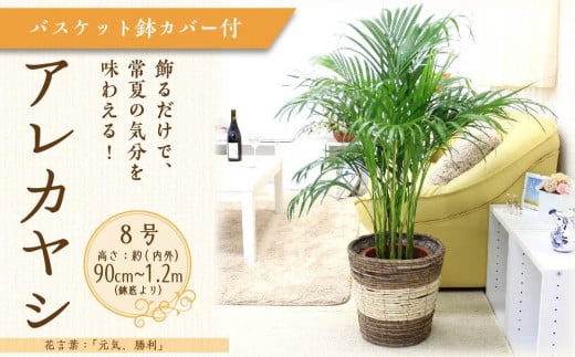 【観葉植物】アレカヤシ 8号 ストライプバスケット鉢カバー 土の表面:ウッドチップ ｜観葉植物 インテリア 部屋 おしゃれ 福岡県筑前町 送料無料 1595555 - 福岡県筑前町