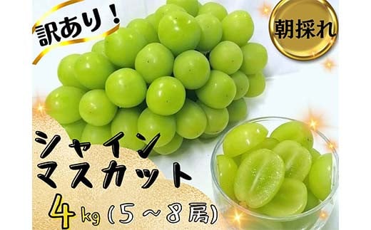 【2025年先行受付】訳あり 岡山県産 シャインマスカット 4kg 果物 フルーツ ぶどう シャインマスカット TY0-0943