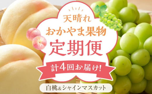 フルーツ 定期便 2025年 先行予約 天晴れ おかやま 果物 定期便 (1)  白桃 1回／ シャイン マスカット 3回 合計4回お届け！ 岡山県産 国産 セット ギフト