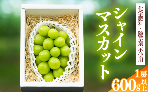 【厳選の1房】こだわりのぶどう『シャインマスカット 600g以上１房』  山形県産 【化学肥料 除草剤不使用】＜安全安心の栽培＞【2025年9月上旬頃～10月上旬頃発送予定】　010-B-AF009