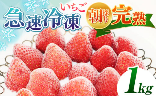 [★先行予約 2025年 4月より順次発送] 完熟・急速冷凍いちご 1kg | 苺 いちご イチゴ 果物 フルーツ ふるーつ 冷凍 いちご れいとう イチゴ 果実 果汁 冷凍 冷凍食品 冷凍いちご 朝採り 完熟 新鮮 スムージー オススメ 千葉県 君津市 きみつ