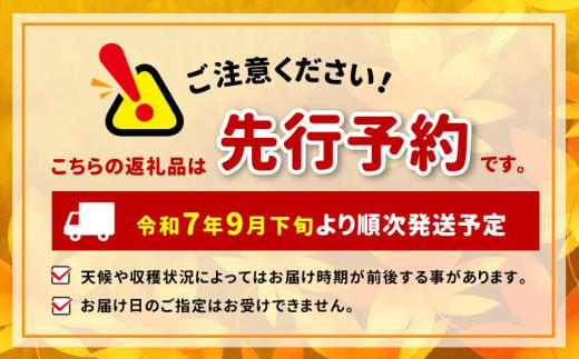 先行受付】松本生まれの品種 ぶどう 黄華 (おうか) 2房 約1kg｜黄華 長野県 信州 松本市 松本原産 松本発祥 果物 ぶどう マスカット  フルーツ ブドウ 甘い 葡萄 種無し 新鮮 信州産 先行予約 - 長野県松本市｜ふるさとチョイス - ふるさと納税サイト