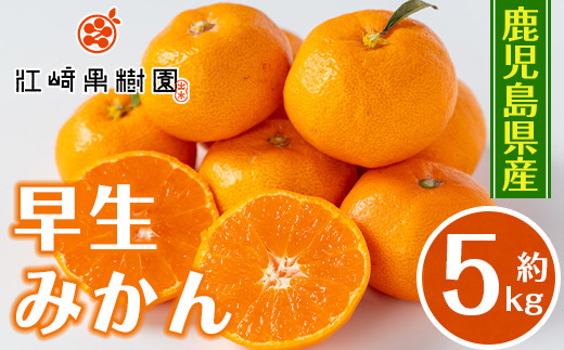 i1069-A ＜先行予約受付中！2025年12月の間に発送予定＞ ＜数量・期間限定＞鹿児島みかん 早生系 (約5kg) みかん 蜜柑 ミカン 柑橘 早生 果物 フルーツ 果実 国産 鹿児島 数量限定 期間限定 【江崎果樹園】 1606914 - 鹿児島県出水市