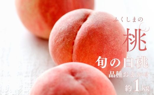 No.2997 福島県福島市産 旬のもも (白桃・品種おまかせ)  約1kg(3～6玉)【2025年発送】