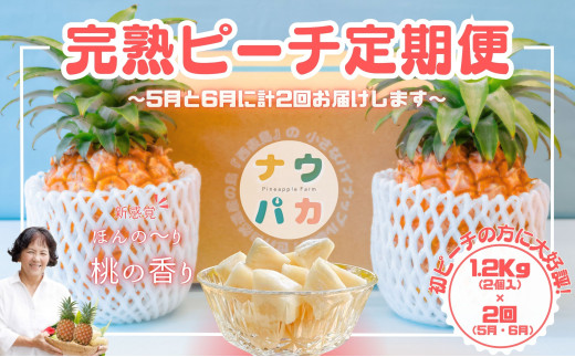 【ピーチ定期便★約1.2kg×2回】☆新感覚☆ 桃のような芳醇な香りのする『西表島産 完熟ピーチパイン』