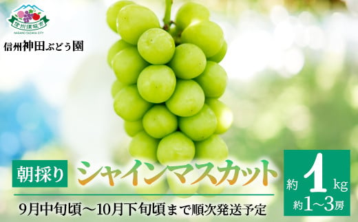 [No.5657-3328]朝採り シャインマスカット 約1kg (約1～3房)《信州神田ぶどう園》■2025年発送■※9月中旬頃～10月下旬頃まで順次発送予定 1060722 - 長野県須坂市