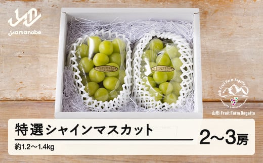 《先行予約》2025年 山形県山辺町産 特選シャインマスカット 2～3房セット（1.2～1.4kg） 2025年9月中旬から順次発送 F21A-238 570241 - 山形県山辺町