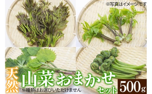 天然山菜おまかせセット500g 1312101 - 秋田県由利本荘市