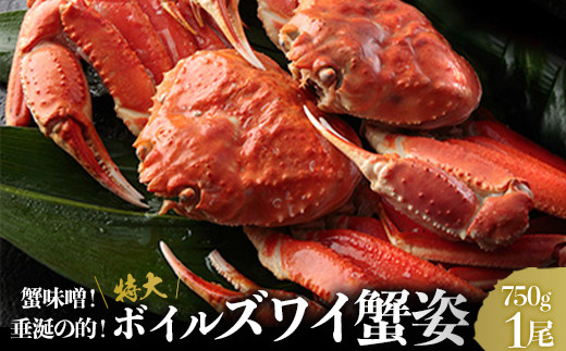 12月発送】 ずわいがに姿 600～650g前後 1尾 ＜ワイエスフーズ＞ かに カニ 蟹 ガニ がに 森町 ふるさと納税 北海道 ずわいがに  ずわいかに ズワイガニ mr1-0671-2 - 北海道森町｜ふるさとチョイス - ふるさと納税サイト