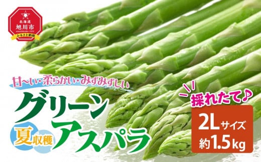 【先行予約】夏収穫グリーンアスパラ 2Lサイズ 1.5kg（2025年7月下旬～発送開始予定）【 アスパラ アスパラガス 朝採り とれたて 野菜 旬 小分け 保存 産直 産地直送 お取り寄せ 旭川市 北海道 送料無料 】_00415 915755 - 北海道旭川市