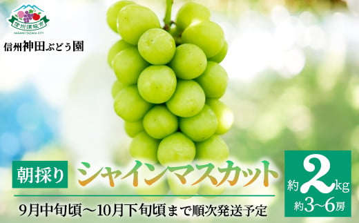 [No.5657-3329]朝採り シャインマスカット 約2kg(約3～6房)《信州神田ぶどう園》■2025年発送■※9月中旬頃～10月下旬頃まで順次発送予定 1060723 - 長野県須坂市