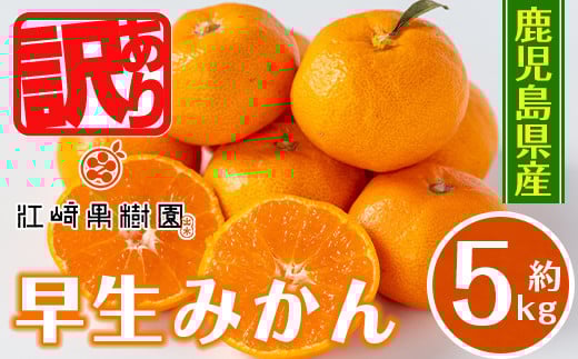 i1069-B ＜先行予約受付中！2025年12月の間に発送予定＞ ＜数量・期間限定＞《傷ありのため訳あり》鹿児島みかん 早生系 (約5kg) みかん 蜜柑 ミカン 柑橘 早生 果物 フルーツ 果実 国産 鹿児島 訳あり 数量限定 期間限定 【江崎果樹園】 1606913 - 鹿児島県出水市