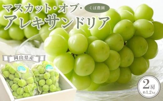 岡山県産 マスカット・オブ・アレキサンドリア 2房 約1.2kg くぼ農園