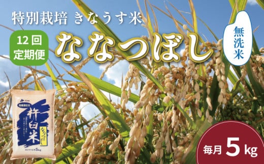 【無洗米12ヶ月定期便】特別栽培「きなうす米」ななつぼし5kg×12回　P014 261263 - 北海道栗山町