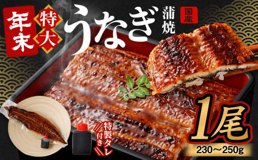 国産うなぎ蒲焼 1尾（230〜250g）と特製タレ1個セット【2024年12月21日より順次発送】 ｜年内発送 年末発送 お正月 大晦日 年末年始 鰻 ウナギ 蒲焼 うなぎ蒲焼 タレ付 大阪府 阪南市 1604327 - 大阪府阪南市