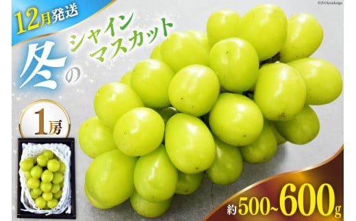 【2024年12月発送】魅惑のおいしさ! 冬のシャインマスカット 1房 (約500～600g) [韮崎翠緑 山梨県 韮崎市 20742910] NS-1007 シャインマスカット フルーツ 果物 マスカット シャイン ぶどう 葡萄 種無し