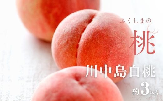 No.2994 「川中島白桃」約3kg(8～11玉)【2025年発送】