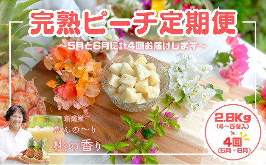 【よくばりピーチ定期便★約2.8kg×4回】☆新感覚☆ 桃のような芳醇な香りのする『西表島産 完熟ピーチパイン』