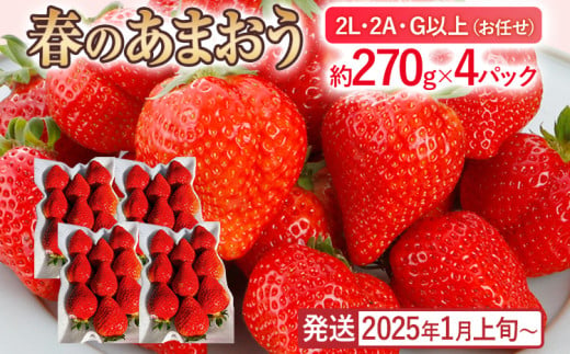 産地直送厳選あまおう 4パックセット（G,2L,2A規格以上）【数量限定】いちご フルーツ 果物 あまおう 約270g×4パック 福岡 苺 イチゴ 【発送時期2025年1月上旬～2025年月4月上旬】