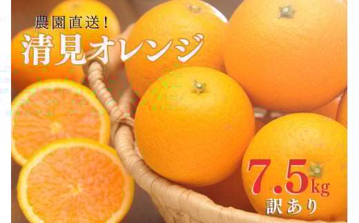 清見オレンジ 約7.5kg 大小混合 《ご家庭用》 ちょっと訳あり 和歌山県産 農園直送 まごころ産直みかん 【北海道・沖縄県・一部離島 配送不可】 1610732 - 和歌山県海南市