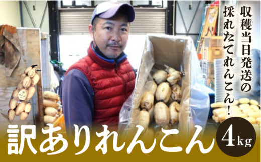 千葉県れんこん部門注文数最上位達成！【訳あり】無選別　神崎町ふるさと れんこん（4kg）（※4～7月受付分は8月以降順次発送）[013-a002] 1485961 - 千葉県神崎町