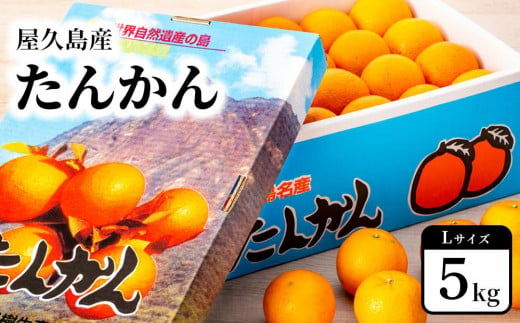 2025年 屋久島産たんかん 約5kg・Lサイズ＜先行予約／数量限定＞