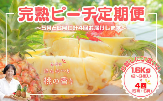 【よくばりピーチ定期便★約1.6kg×4回】☆新感覚☆ 桃のような芳醇な香りのする『西表島産 完熟ピーチパイン』