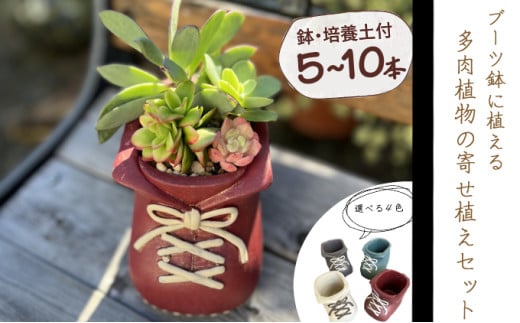 ブーツ鉢に植える! 多肉植物の寄せ植えセット (片足) 多肉植物5本〜10本入り