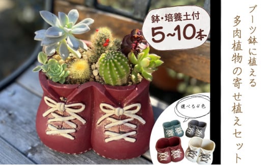 ブーツ鉢に植える! 多肉植物の寄せ植えセット (両足) 多肉植物5本〜10本入り