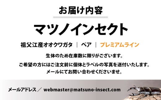 マツノインセクト 祖父江産 オオクワガタ 84mm ペア プレミアムライン 国産 祖父江 ブリーダー 松野 送料無料 愛知県 豊橋市 -  愛知県豊橋市｜ふるさとチョイス - ふるさと納税サイト