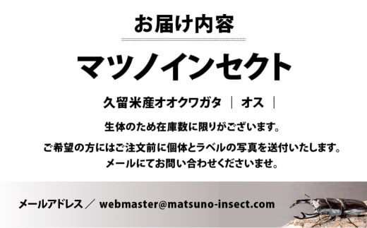 マツノインセクト 久留米産 オオクワガタ 87mm オスのみ 希少 サイズ 国産 久留米 ブリーダー 松野 送料無料 愛知県 豊橋市 -  愛知県豊橋市｜ふるさとチョイス - ふるさと納税サイト