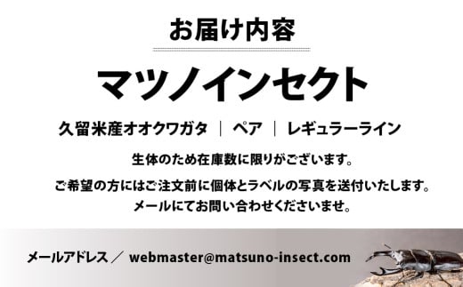 マツノインセクト 久留米産 オオクワガタ 85mm ペア レギュラーライン 国産 久留米 ブリーダー 松野 送料無料 愛知県 豊橋市 -  愛知県豊橋市｜ふるさとチョイス - ふるさと納税サイト