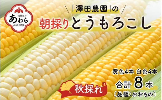 【先行予約】秋とうもろこし 黄色 白色 計8本 おおもの 朝採り ／ 期間限定 数量限定 ハウス栽培 産地直送 甘い ミックス スイートコーン 白い とうもろこし ホワイトコーン 野菜 あわら ※2025年10月10日より順次発送 410328 - 福井県あわら市