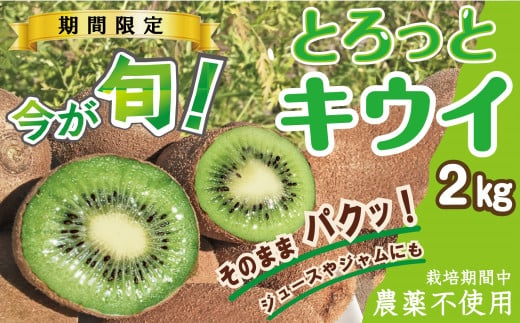 【期間限定】 キウイ 2kg サイズ混合 とろっとキウイ 【栽培期間中農薬不使用】 追熟 完熟 キウイ フルーツ 果物 デザート おやつ 品種おまかせ ブルーノ 香緑 ヘイワード とりのさと農園 愛知県 南知多町 739201 - 愛知県南知多町