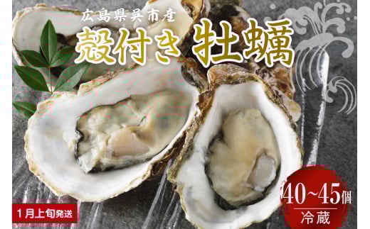 【2026年1月上旬発送】宮原水産 かき 殻付き 40～45個