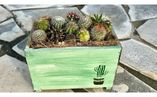 サボテンの寄せ植えアレンジ ／ aju succulent 植物 インテリア ガーデニング 15種 そのまま飾れる プレゼント ギフト 奈良県 葛城市