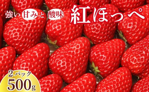 【先行予約】いちご 紅ほっぺ 250g×2パック 計500g ｜ いちご イチゴ 苺 ストロベリー ベリー 季節限定 果物 くだもの フルーツ 野菜 美味しい おいしい 甘み ほのかな酸味 デザート スイーツ ギフト 贈り物 ビタミン 健康 埼玉県 久喜市