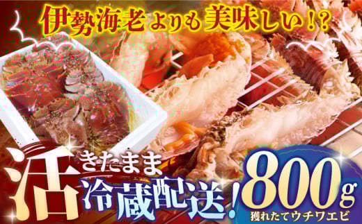 【甘くてプリプリ♪一度は食べてほしい！】漁師直送！ 活き！ 平戸の「ウチワエビ」 800g 平戸市 / ひばり [KAA057]ウチワエビ 海老 エビ 魚介類 海鮮 グルメ 通販 お取り寄せ ギフト プレゼント 長崎 793590 - 長崎県平戸市