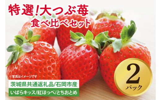 【先行予約】特選大つぶ苺 食べ比べセット 2パック【茨城県共通返礼品：石岡市】│ 特選 完熟 いちご イチゴ いばらキッス 紅ほっぺ すず とちおとめ（BH003）