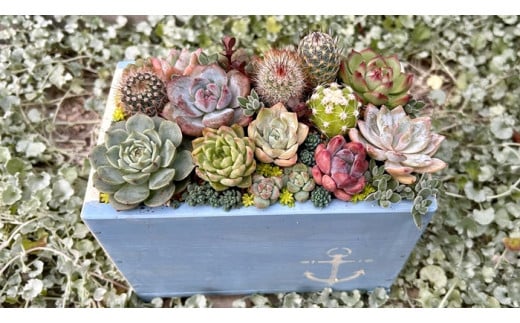 多肉植物の寄せ植えアレンジ ちびサボテン入り ／ aju succulent 植物 インテリア ガーデニング 15種 そのまま飾れる プレゼント ギフト 奈良県 葛城市