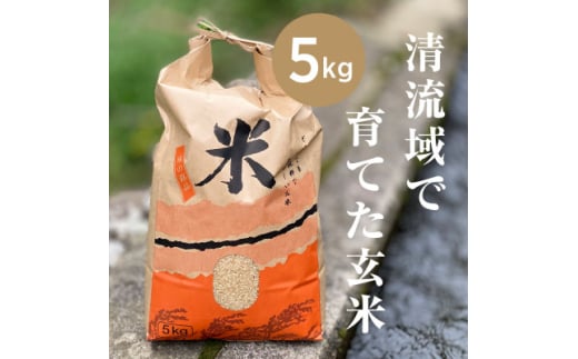 山間の清流を引き込んだ田んぼで作った「きぬむすめ玄米」5kg(令和6年)【1573255】