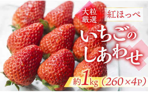 ≪先行予約≫【愛知県・田原産】ブランドいちご「いちごのしあわせ」4パック（約260g×4P）5月中お届け／ 苺 イチゴ フルーツ 果物 農薬節減 愛知県 特産品 産地直送 田原市 渥美半島