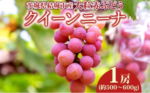 クイーンニーナ 1房 約500～600g 葡萄 ブドウ ぶどう 赤ぶどう 大粒 種なし 甘い フルーツ 果物 産地直送 新鮮 ジューシー お取り寄せ ギフト 国産 埼玉県結城市 [№5802-1030]