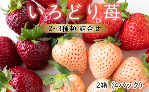 ★予約受付★【2月～4月 順次配送】玄海町産いろどりいちご詰め合わせ（家庭用・訳あり）／送料無料 いちご さがほのか 白いちご 淡雪 あわゆき 黒いちご 真紅の美鈴 希少 果物 くだもの フルーツ デザート 食べ比べ 予約受付